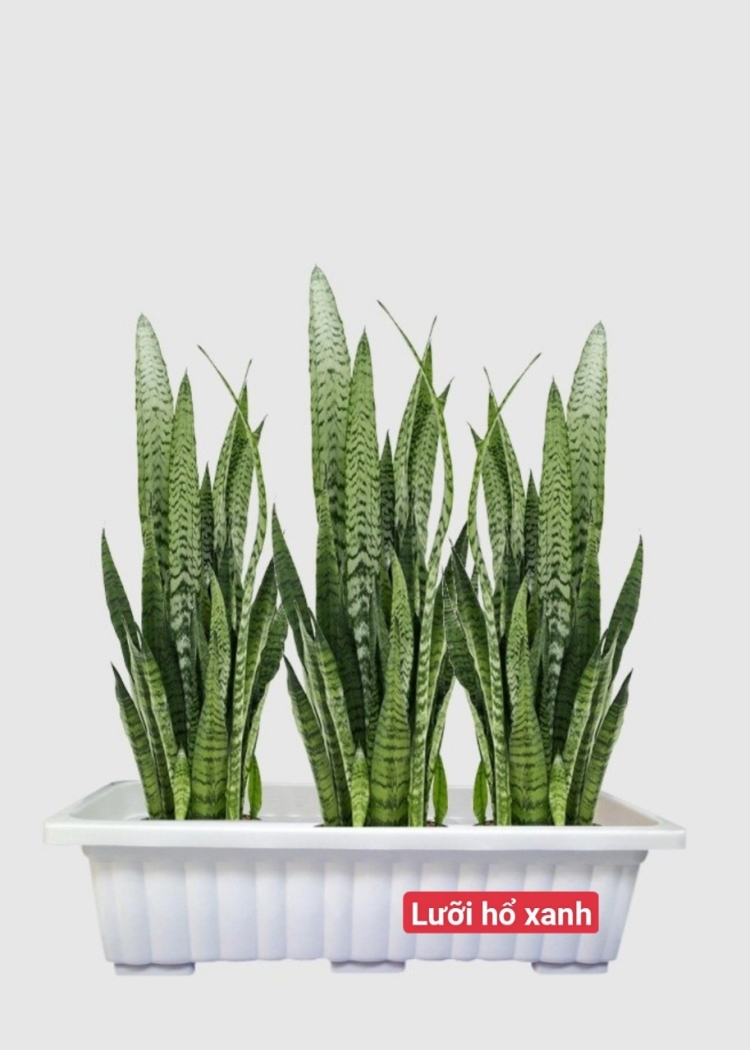 Cây Lưỡi Hổ Xanh