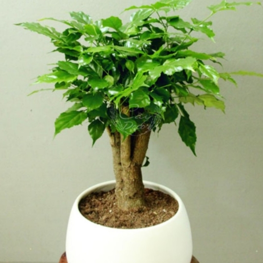 Cây Hạnh Phúc