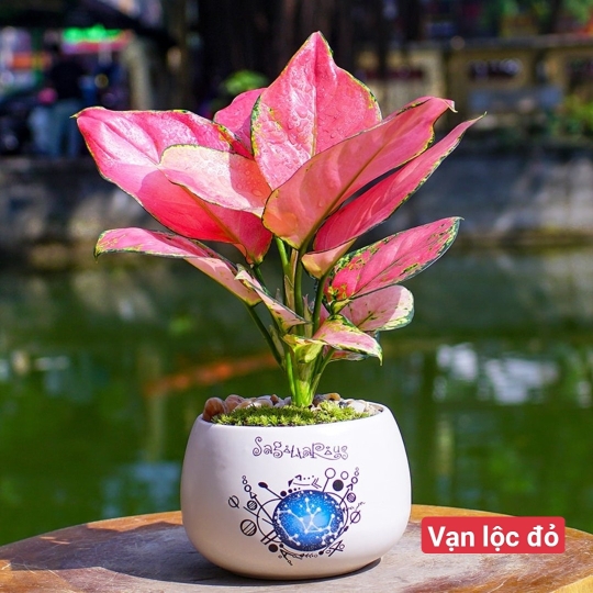 Vạn Lộc Đỏ