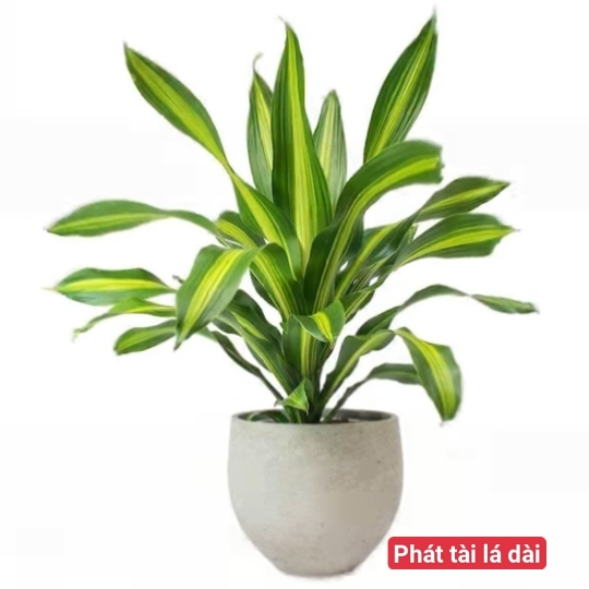 Cây Phát Tài Lá Dài